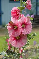 Pink Hollyhock (Alcea rosea 'Pink') at A Very Successful Garden Center