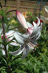 Silver Star Lily (Lilium 'Silver Star') at Stonegate Gardens