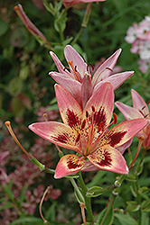 Mystic Rose Lily (Lilium 'Mystic Rose') at A Very Successful Garden Center