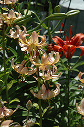 Brocade Martagon Lily (Lilium martagon 'Brocade') at Lakeshore Garden Centres