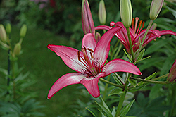 Sorbet Lily (Lilium 'Sorbet') at Stonegate Gardens