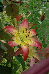 Tropical Dream  Lily (Lilium 'Tropical Dream') at A Very Successful Garden Center