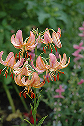 Attiwaw Martagon Lily (Lilium martagon 'Attiwaw') at Stonegate Gardens