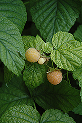 Fall Gold Raspberry (Rubus 'Fall Gold') at Stonegate Gardens