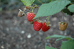 Double Delight Raspberry (Rubus 'Double Delight') at Lakeshore Garden Centres