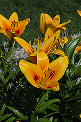 Cheops Lily (Lilium 'Cheops') at A Very Successful Garden Center