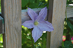 Blue Angel Clematis (Clematis 'Blue Angel') at Stonegate Gardens
