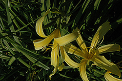 Kindly Light Daylily (Hemerocallis 'Kindly Light') at A Very Successful Garden Center