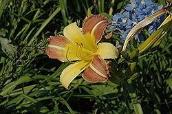 Bagette Daylily (Hemerocallis 'Bagette') at A Very Successful Garden Center