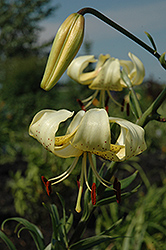 George Slate Lily (Lilium 'George Slate') at A Very Successful Garden Center