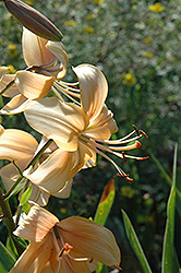 Maple Cream Lily (Lilium 'Maple Cream') at A Very Successful Garden Center