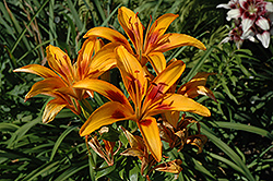 Picasso Lily (Lilium 'Picasso') at A Very Successful Garden Center