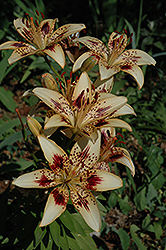Beaudacious Lily (Lilium 'Beaudacious') at A Very Successful Garden Center