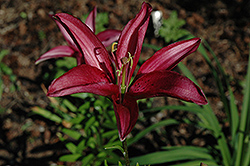 Midnight Passion Lily (Lilium 'Midnight Passion') at Lakeshore Garden Centres
