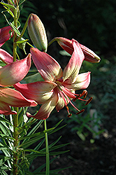 Jean Erickson Lily (Lilium 'Jean Erickson') at A Very Successful Garden Center