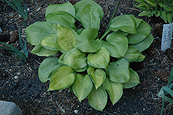 Wylde Green Cream Hosta (Hosta 'Wylde Green Cream') at Stonegate Gardens
