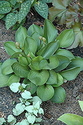 Lakeside Lollipop Hosta (Hosta 'Lakeside Lollipop') at Stonegate Gardens