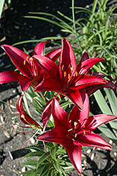 Elgrado Lily (Lilium 'Elgrado') at A Very Successful Garden Center