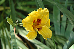 Siloam Junebug Daylily (Hemerocallis 'Siloam Junebug') at A Very Successful Garden Center