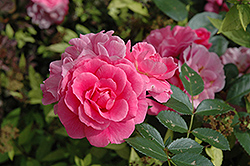 Morden Belle Rose (Rosa 'Morden Belle') at A Very Successful Garden Center