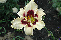 You Angel You Daylily (Hemerocallis 'You Angel You') at A Very Successful Garden Center