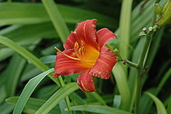 Red Mittens Daylily (Hemerocallis 'Red Mittens') at Lakeshore Garden Centres