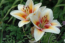 Tinos Lily (Lilium 'Tinos') at A Very Successful Garden Center