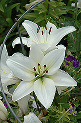 Endless Love Lily (Lilium 'Endless Love') at Stonegate Gardens