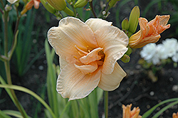 Bubbly Daylily (Hemerocallis 'Bubbly') at A Very Successful Garden Center