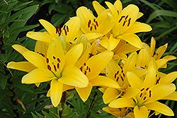 Gironde Lily (Lilium 'Gironde') at A Very Successful Garden Center