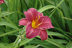 Little Wine Cup Daylily (Hemerocallis 'Little Wine Cup') at Lakeshore Garden Centres