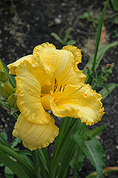 Fuss And Bother Daylily (Hemerocallis 'Fuss And Bother') at Lakeshore Garden Centres