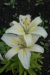 Aurora Lily (Lilium 'Aurora') at A Very Successful Garden Center
