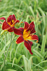 Chief Justice Daylily (Hemerocallis 'Chief Justice') at Stonegate Gardens