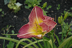 All Gussied Up Daylily (Hemerocallis 'All Gussied Up') at Lakeshore Garden Centres