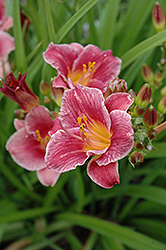 Cute As Can Be Daylily (Hemerocallis 'Cute As Can Be') at Lakeshore Garden Centres