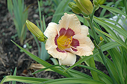 Arrive at Five Daylily (Hemerocallis 'Arrive at Five') at A Very Successful Garden Center