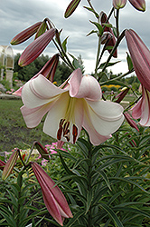 Easter Morn Lily (Lilium 'Easter Morn') at A Very Successful Garden Center