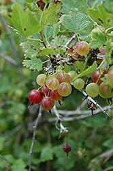 Pixwell Gooseberry (Ribes 'Pixwell') at A Very Successful Garden Center