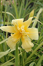 Floral Pattern Daylily (Hemerocallis 'Floral Pattern') at A Very Successful Garden Center