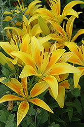Gold Lode Lily (Lilium 'Gold Lode') at Stonegate Gardens