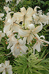 Doeskin Lily (Lilium 'Doeskin') at Stonegate Gardens