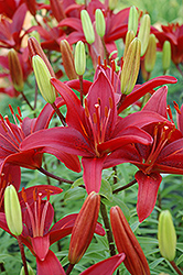 Nerone Lily (Lilium 'Nerone') at A Very Successful Garden Center