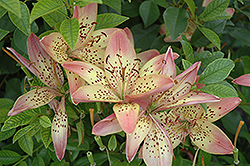 Italia Lily (Lilium 'Italia') at A Very Successful Garden Center