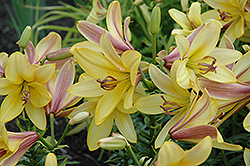 Golden Belles Lily (Lilium 'Golden Belles') at Stonegate Gardens