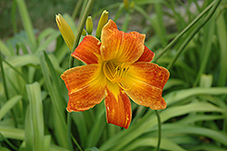 Bright Spangles Daylily (Hemerocallis 'Bright Spangles') at A Very Successful Garden Center