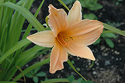 King's Grant Daylily (Hemerocallis 'King's Grant') at A Very Successful Garden Center