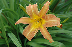 Marcus Perry Daylily (Hemerocallis 'Marcus Perry') at A Very Successful Garden Center