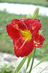 Red Poinsettia Daylily (Hemerocallis 'Red Poinsettia') at A Very Successful Garden Center