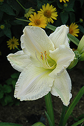 Pale Moon Rising Daylily (Hemerocallis 'Pale Moon Rising') at A Very Successful Garden Center